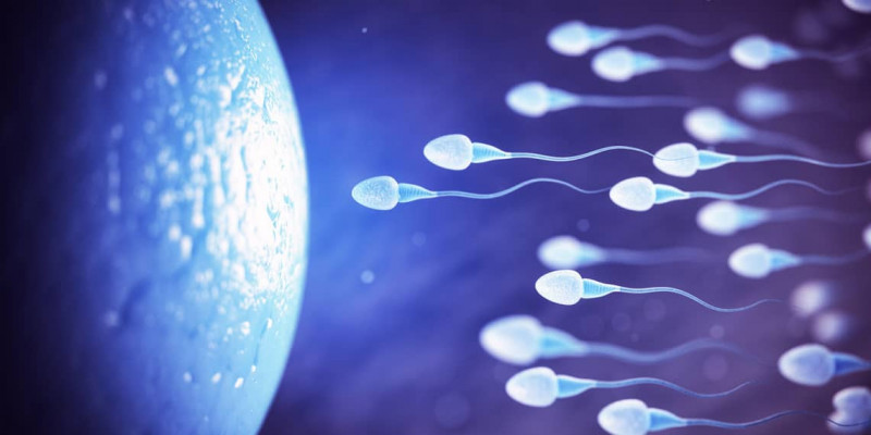 Sperm Selection